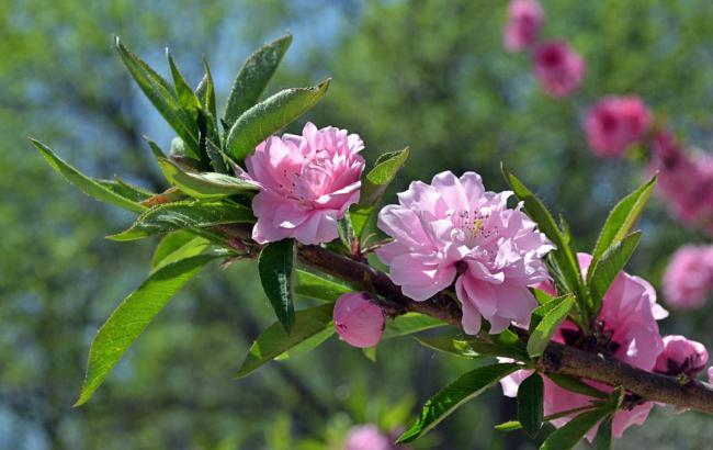 菜谱茄子炖土豆_家常菜茄子炖土豆的做法大全